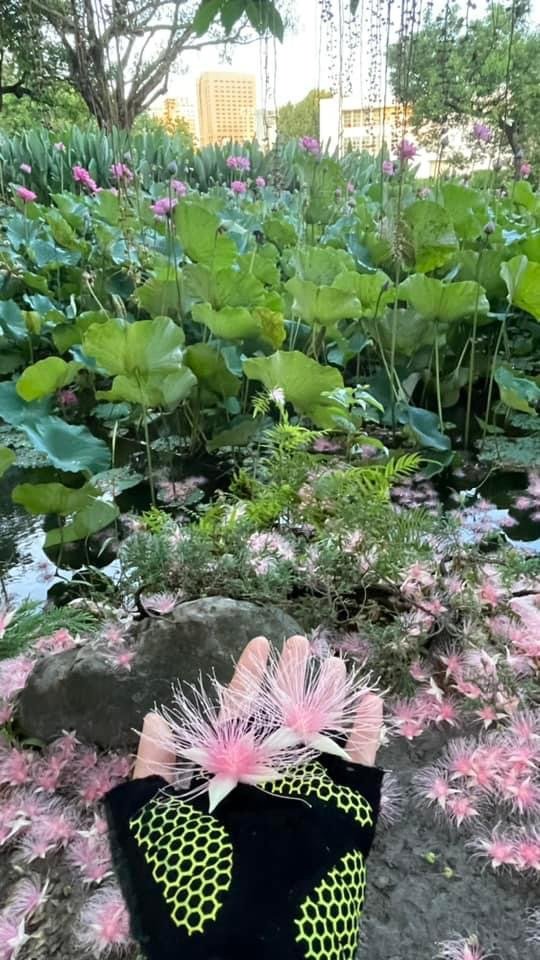 夜衝台大追ㄧ夜美人/穗花棋盤腳_2574191