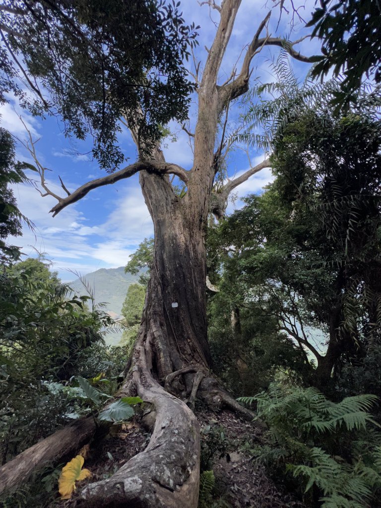 【鳥洗縱走】_1900410