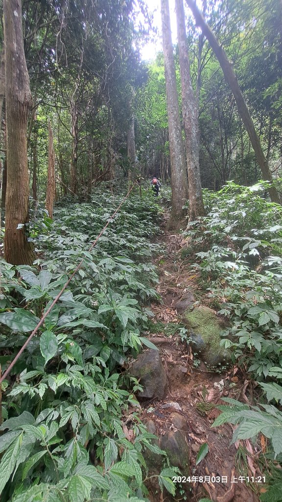 2024.8.3  (苗栗南庄)三角湖山+向天湖山_2573928