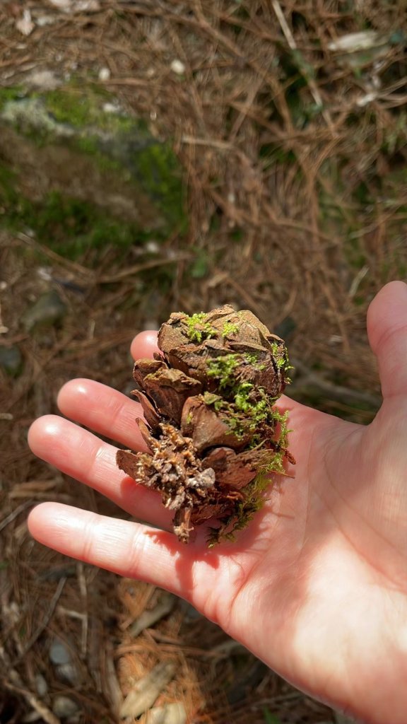 2024/3/23稍來山_2738280