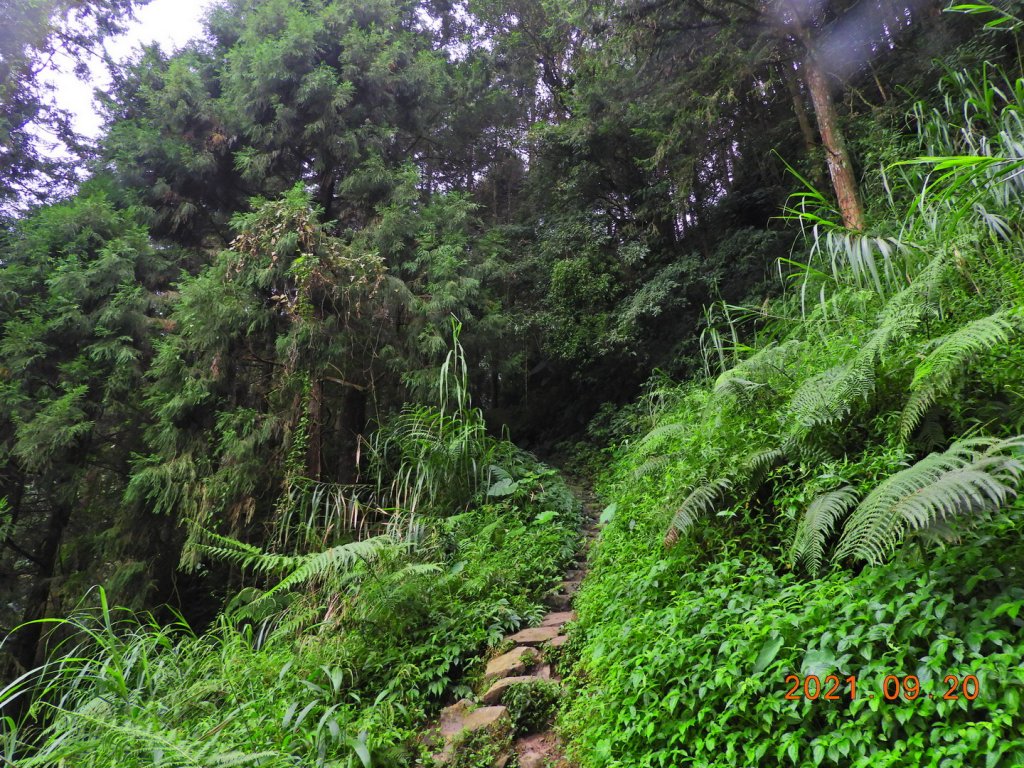 南投 鹿谷 鳳凰山_1464069