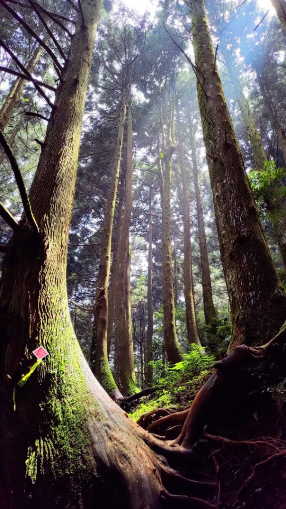 加里山的 360度的雲海封面圖