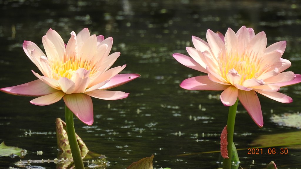 貢寮巡田水 - 桃源谷步道草嶺線來回走&龜島曉日_1449381