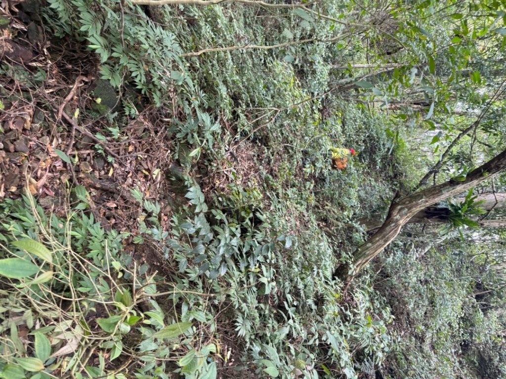 桂山路197巷 》呂奔山北峰 》呂奔山 》阿玉壩_2755804