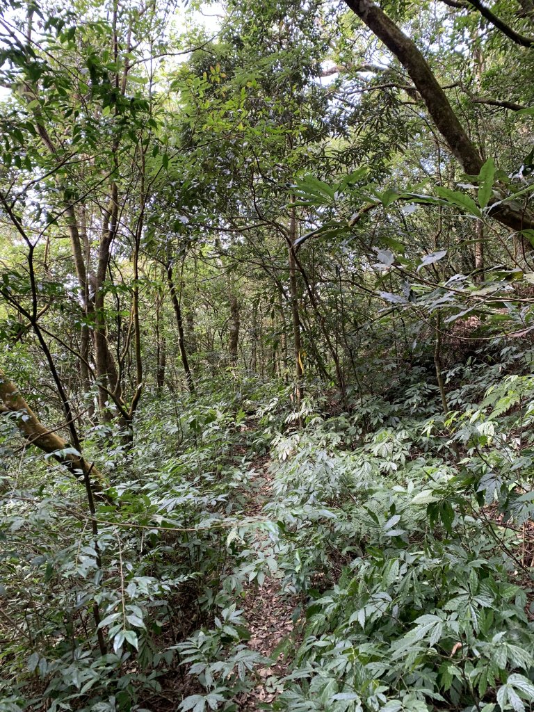 20240212屏東鱈葉根山-日湯真山縱走_2431743