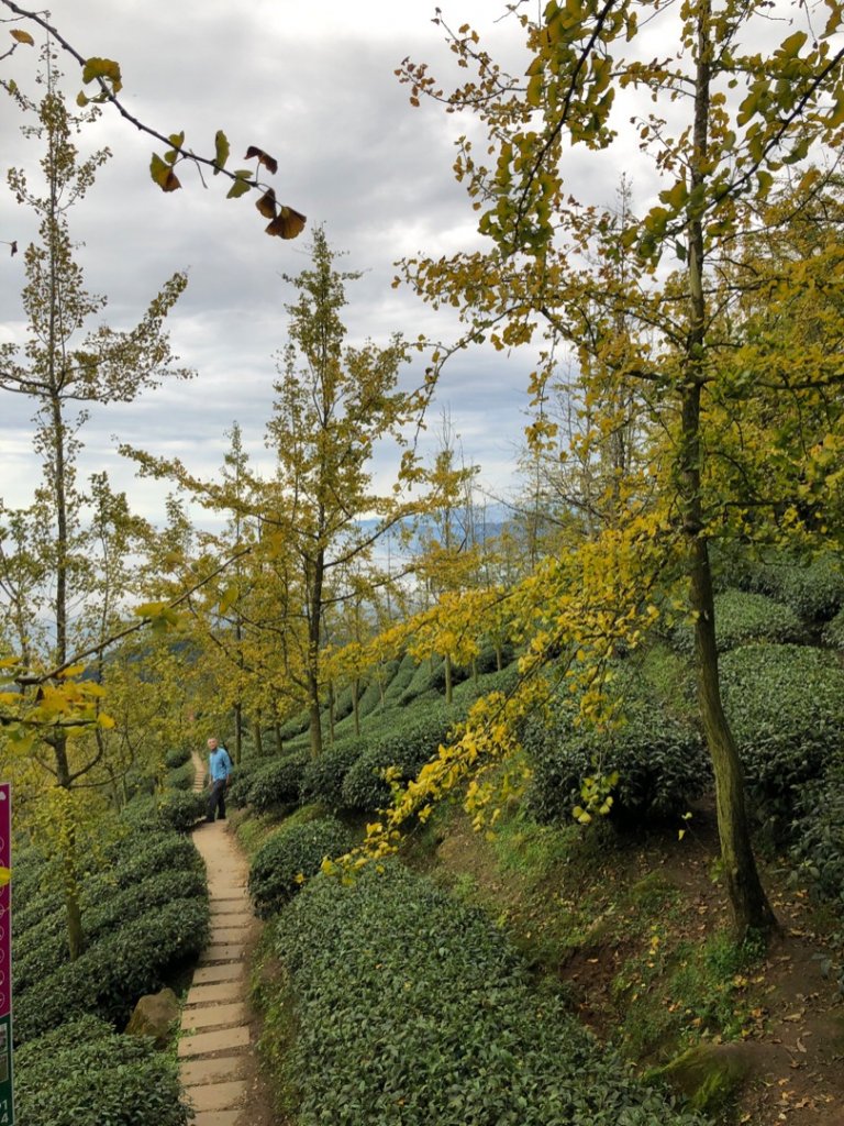 貓空望山、嶺頭山、金柑樹山（小百岳）、忘憂森林_1897032