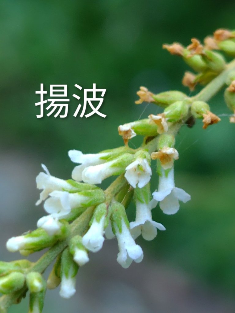 守關山南峰 守關山 守城大山_2919097