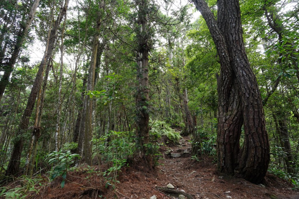 台中 和平 馬崙山_2796940