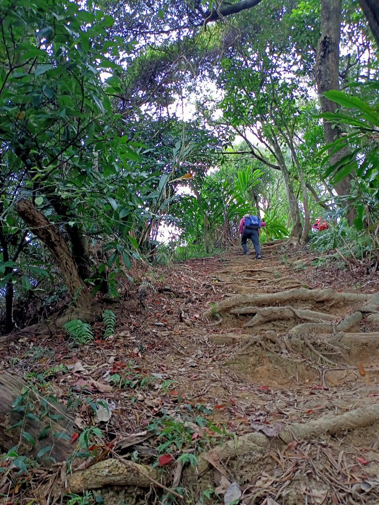 【三湖縱走】內湖大湖公園→康樂山→明舉山→內溝溪生態展示館→汐止內溝山→翠湖→金龍湖_2072449