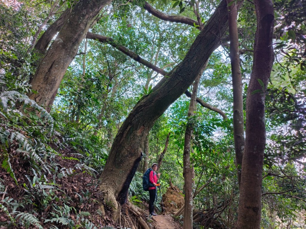 20230114 溪寮健走（ 溪洲山健走頭寮山）_1993649