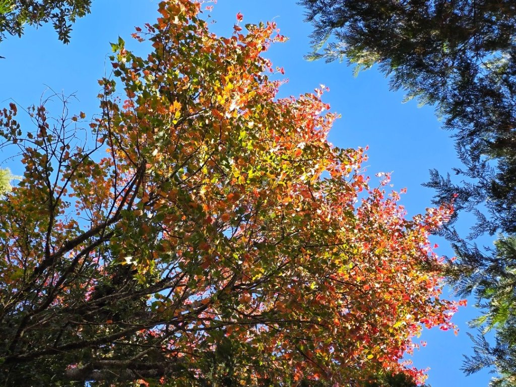 鳶嘴稍來山之楓紅／雲海_2974022