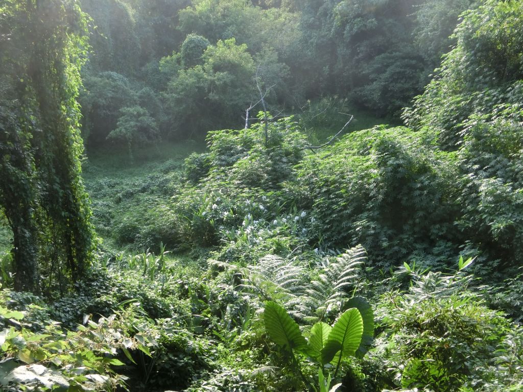 觀日坪古道．飛鳳山_182588