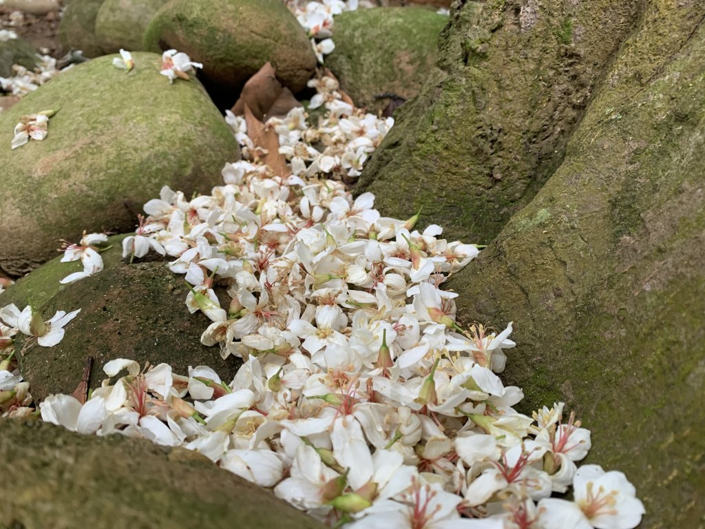 20250426苗栗火炎山_2772820