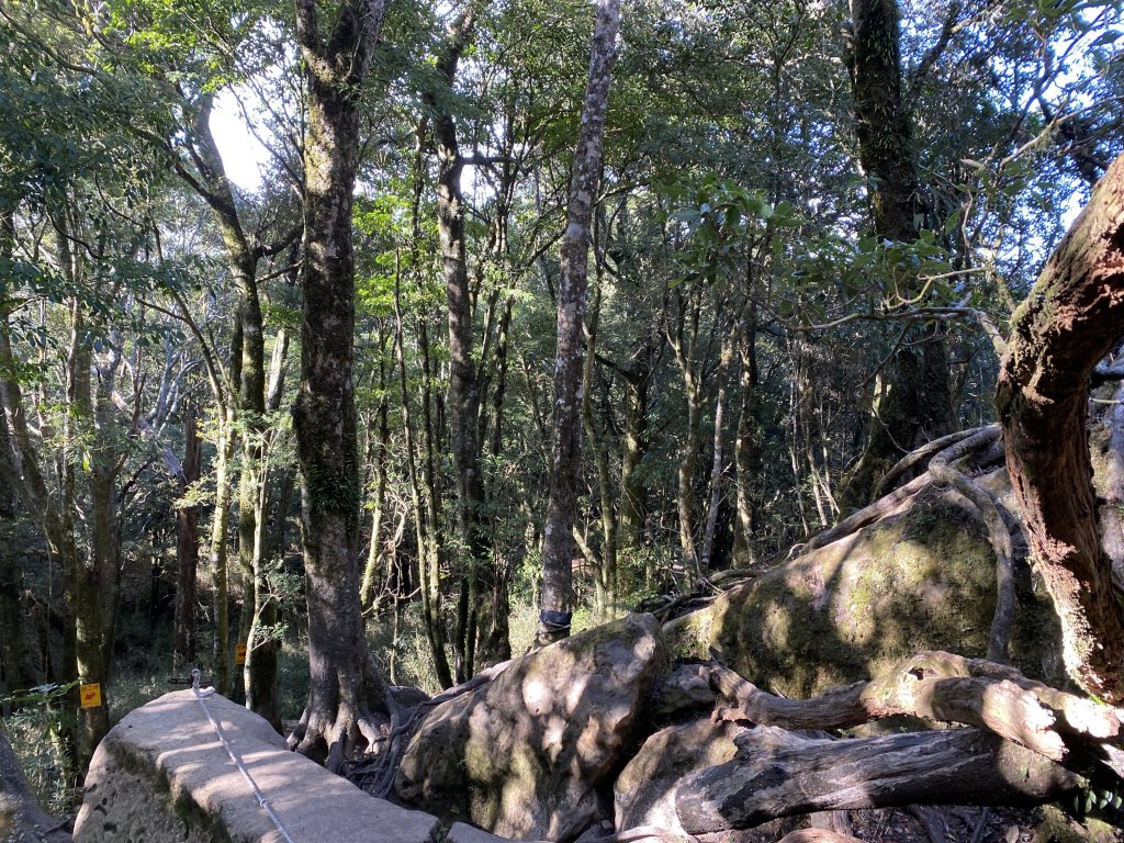 苗栗-加里山 杜鵑嶺_869173