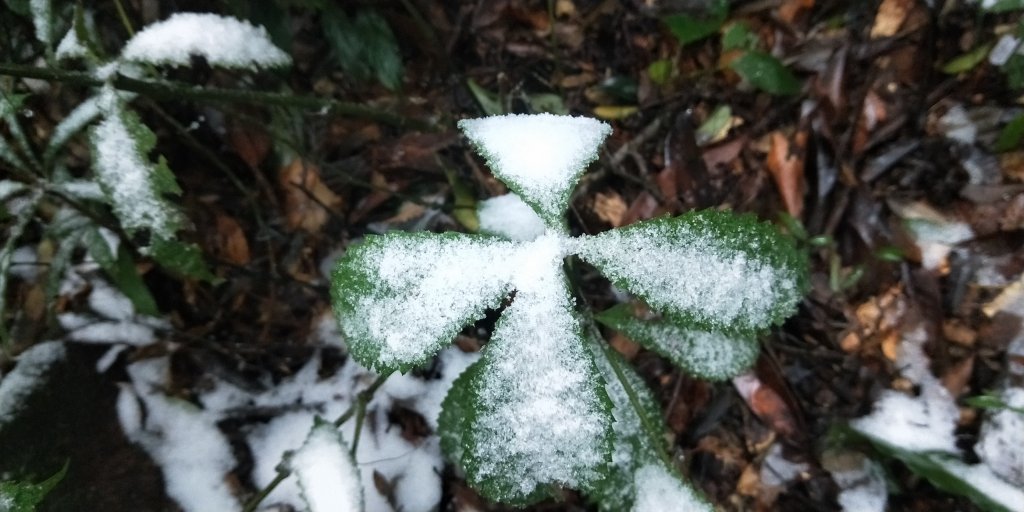 父子倆包山，內洞林道上大保克山群峰追雪_1232869