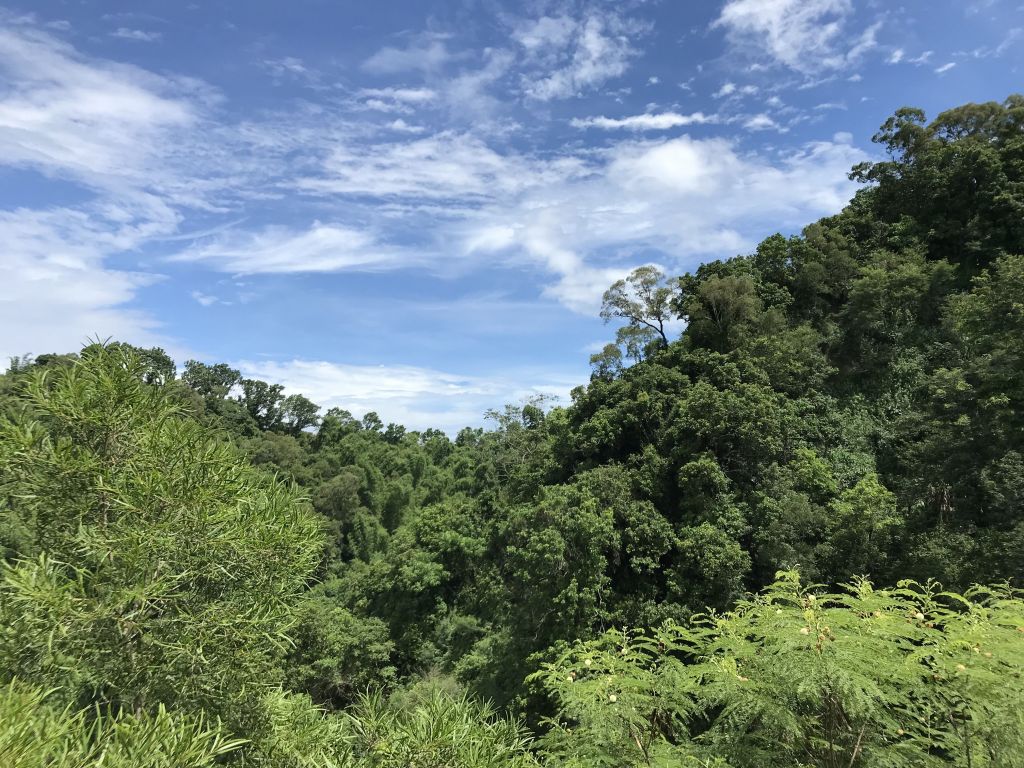 林安森林公園(大寮山)遊東源_389376