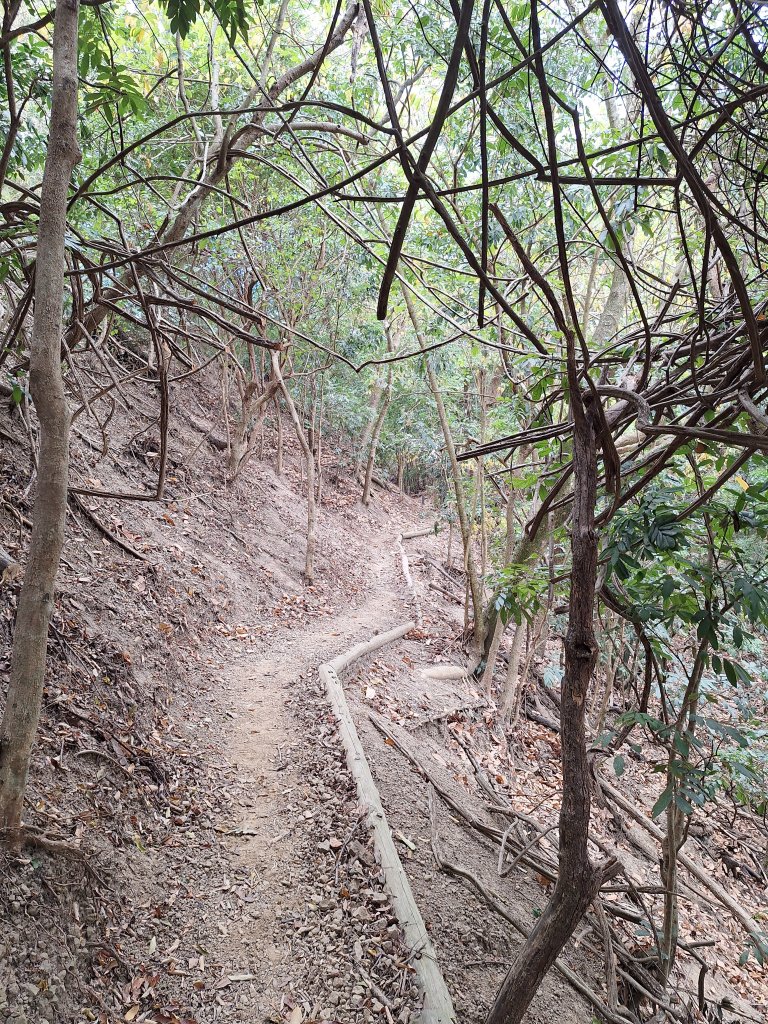 烏山嶺水利古道+鳥子嶺O型_2967505