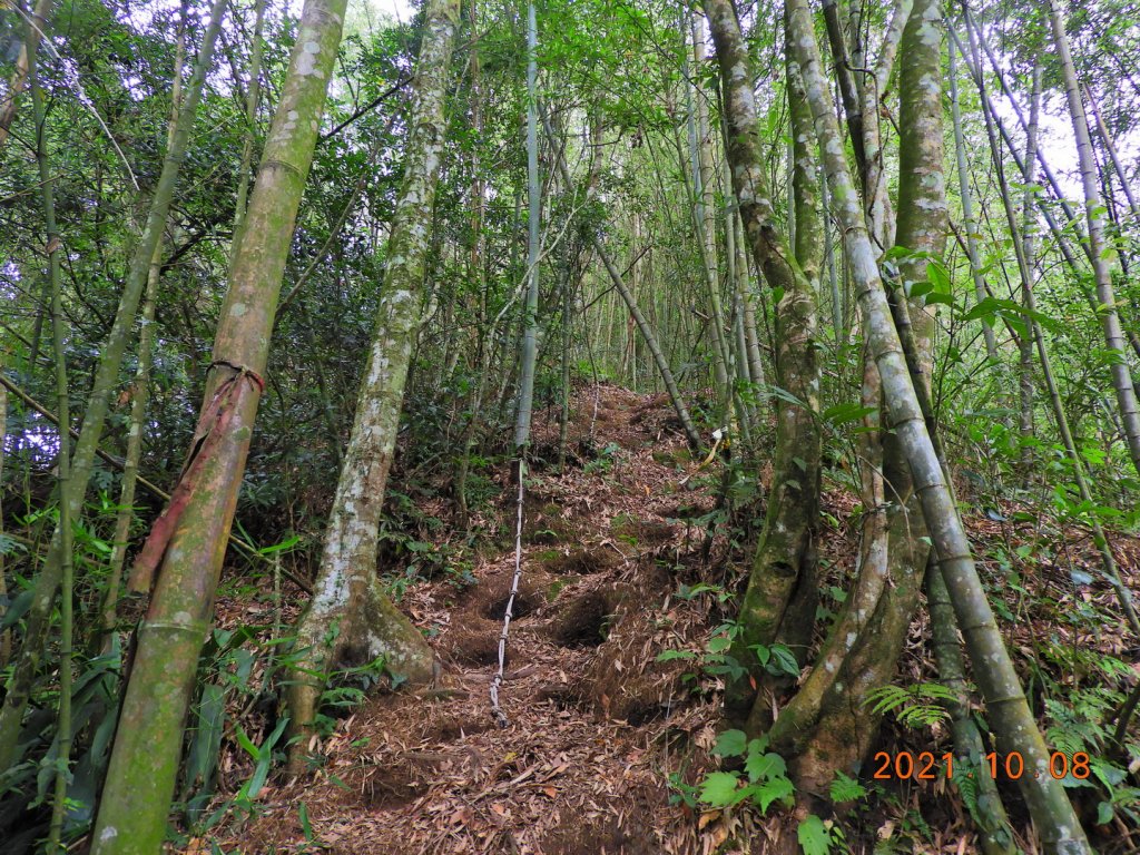 嘉義 阿里山 芙蓉山_1486494