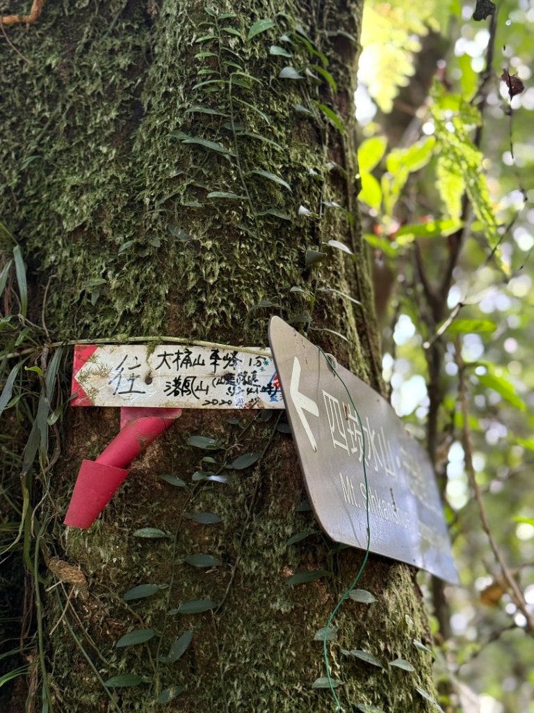 烏桶縱走-連走四崁水山出桂山-烏來大桶山野餐輕鬆愜意行_2630305