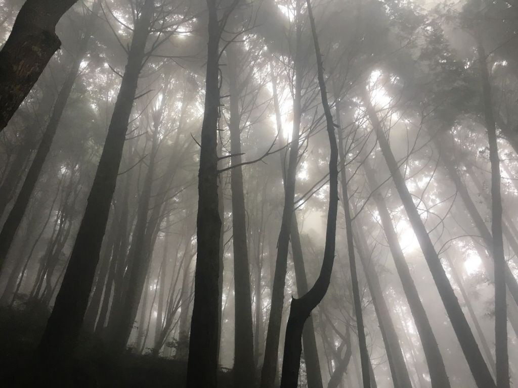 觀霧檜山巨木森林步道封面圖