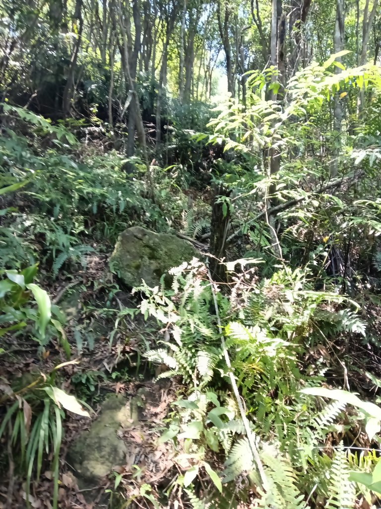 汐止區夢湖秘境桐花夢幻_2773537