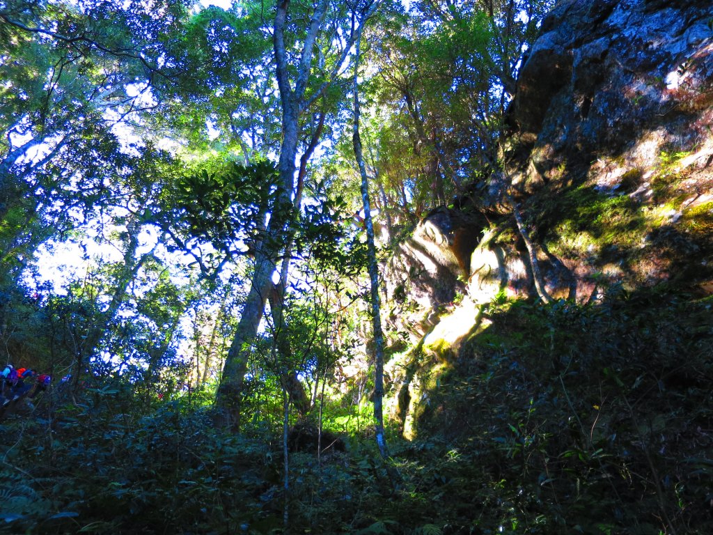 【新竹尖石】還記得北得拉曼山 這一季黃金山毛櫸的璀璨_1183341