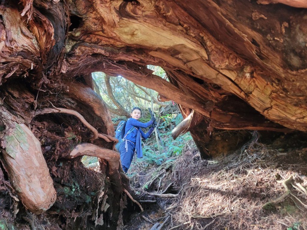 20231118 南插天山 魯培山 山毛櫸秘境_2355607
