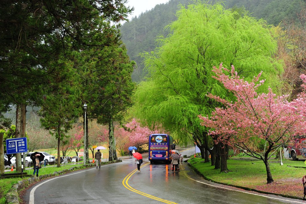 2022 D0219 瘋武陵 : 我的武陵櫻花朝聖之路_1616911