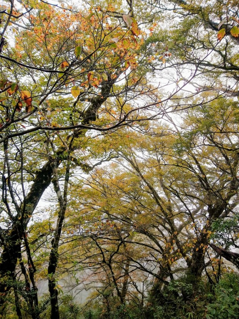 一年一度的饗宴～浪漫金黃之秋山毛櫸_1145988