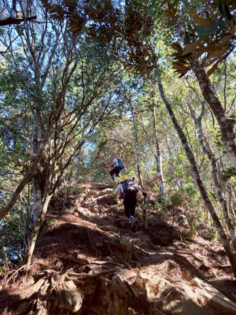 🌈11/9(日)高島縱走~高台山連走島田山山徑✨FB：熊熊趴爬走🌈_2932483
