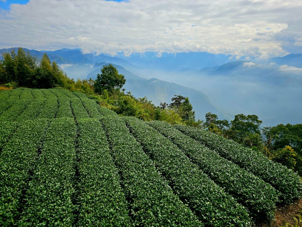 挑筍古道(大尖山、後棟仔山步道)--(雲林)臺灣百大必訪步道_2955755