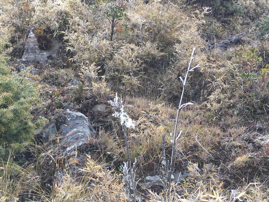 八通關山、八通關山西峰、秀姑巒山_526149