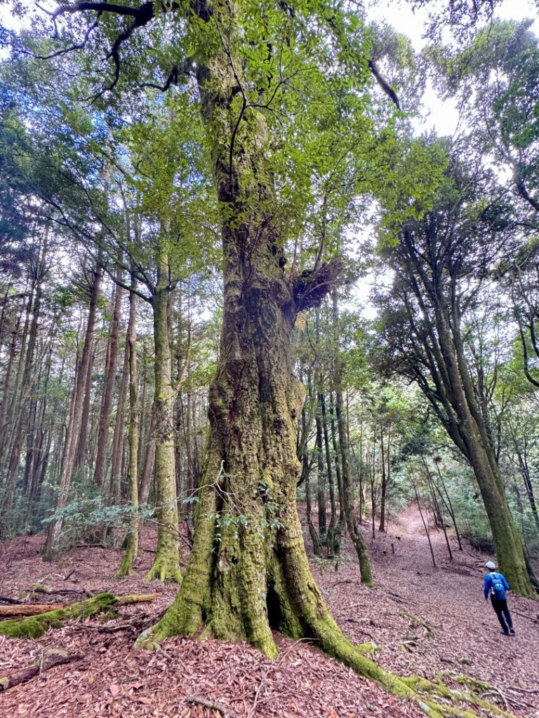 觀霧瀑布 賞鳥步道_2926508