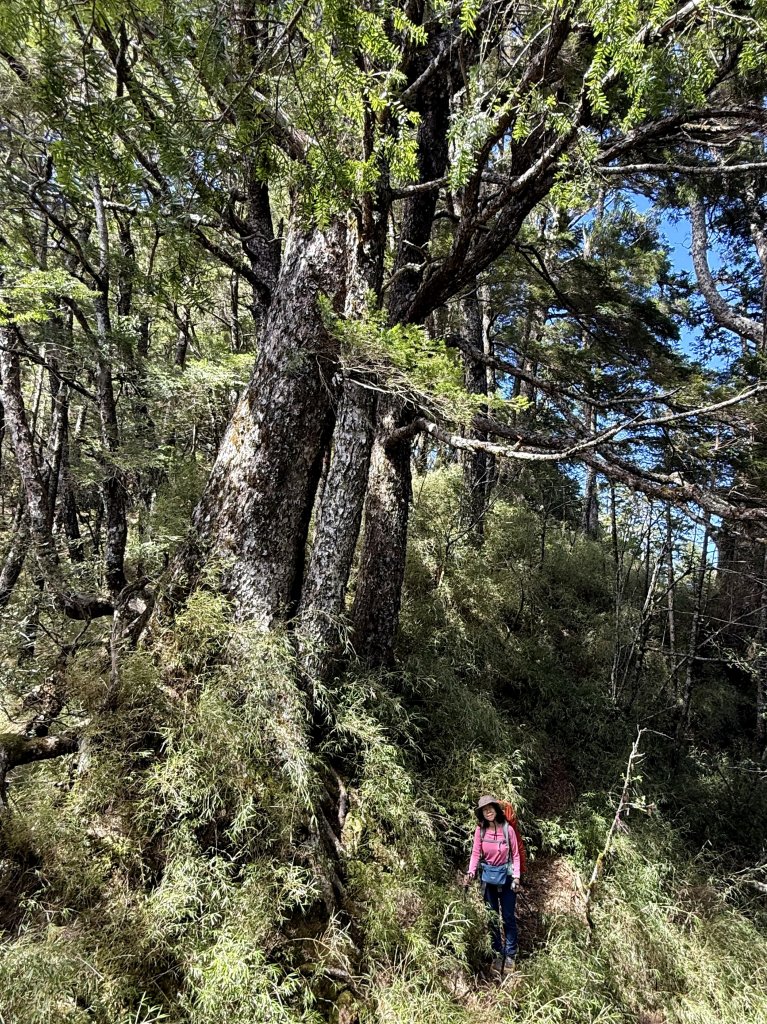 觀雲山莊經小完美谷上畢祿山O繞_2917197