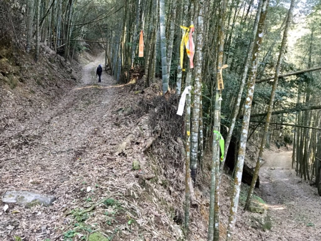 魚池大尖山森與竹的饗宴_1274782