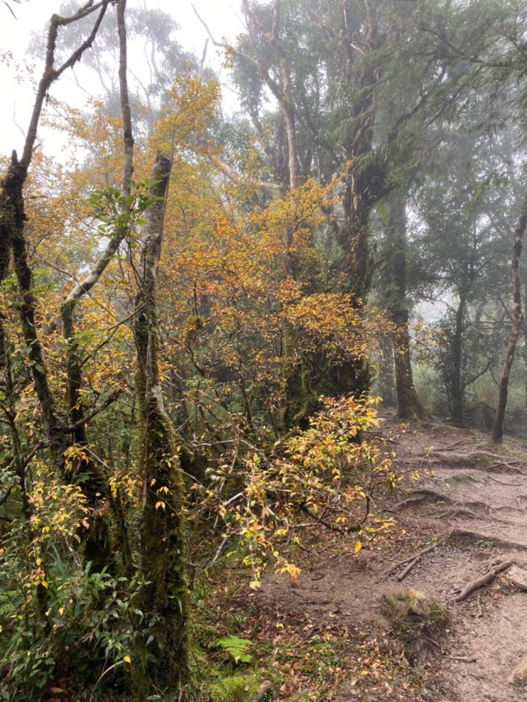 太平山 山毛櫸步道 霧氣金黃高氧量_742432