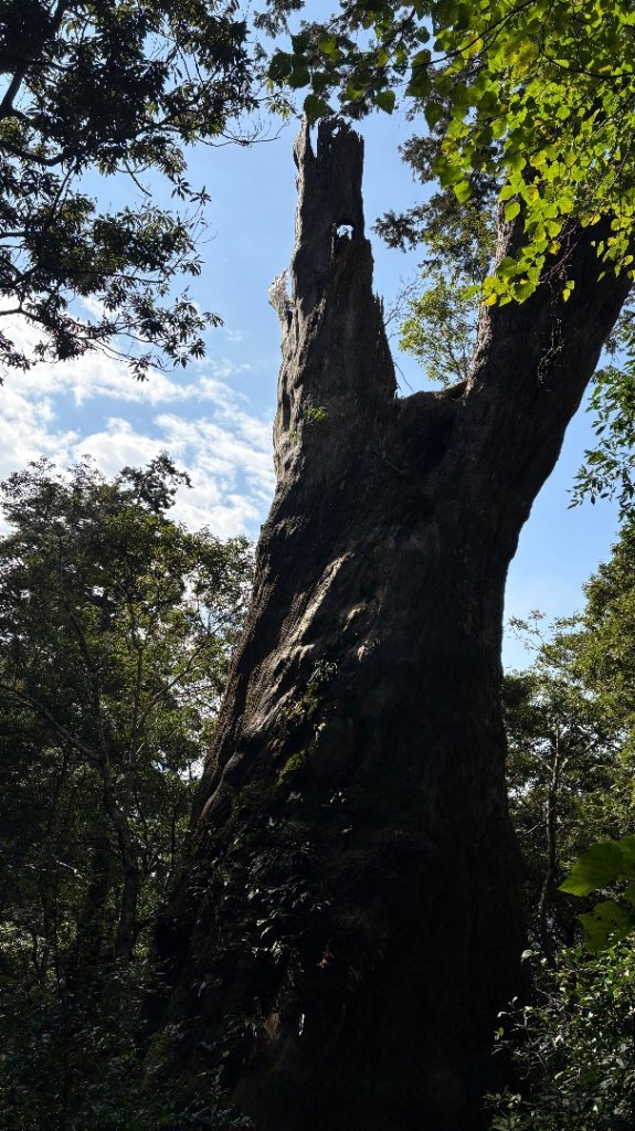 山毛櫸的「最後一舞」_2955343