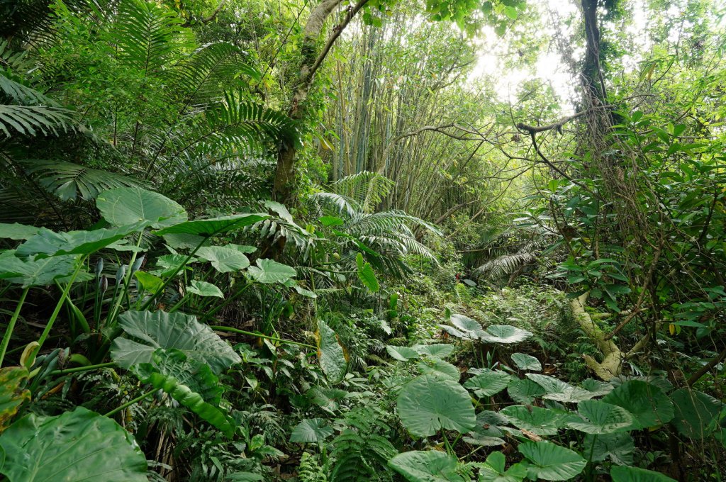 臺北 士林 玉稠湖山、石角山、白雲山、天母山_2496013