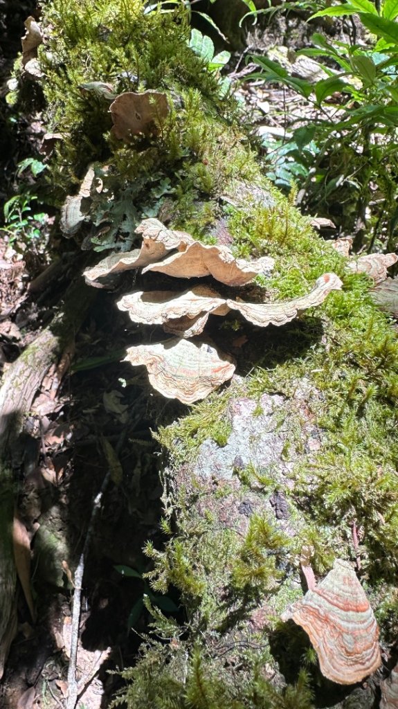 佐米縱走_2873414