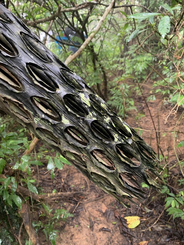 20260124屏東老佛山-老佛山南峰_2992273