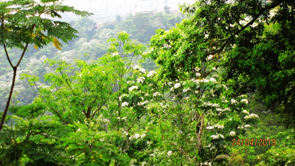 中和步道桐花綻開 , 美不勝收 ! _572799