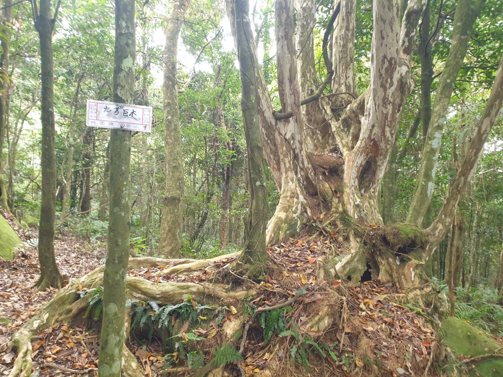 20201030紅毛山、無名山、大坪山O型_1920372