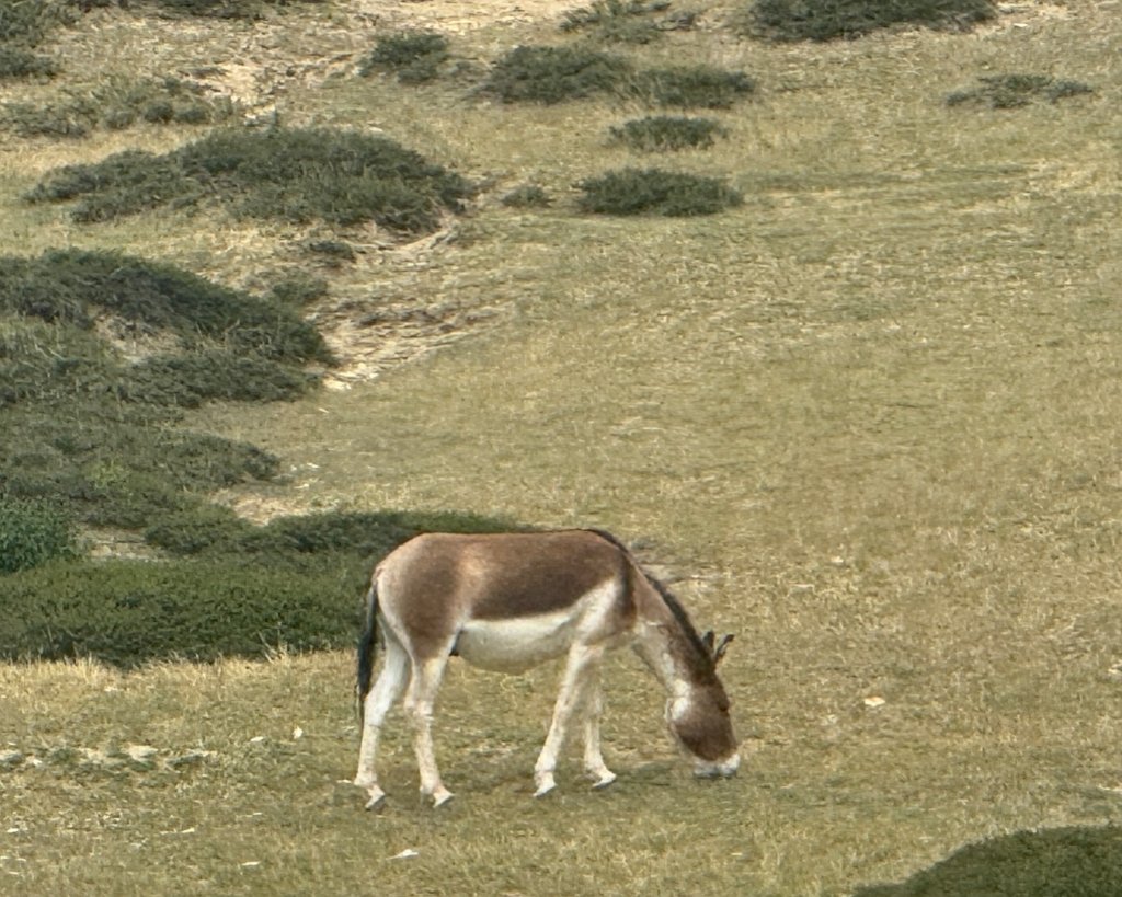 西藏♥️可愛動物🐎人物寫真/拉薩旅拍/美食_2902928