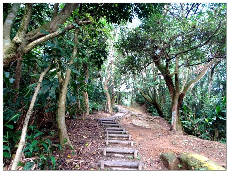 大棟山/芒花(小百岳)_752376