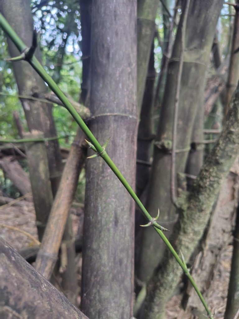 大棟山系南段 水利古道西口 上 竹高崙山 連走 鳥子嶺 坑仔內山 大崖山 下 龍目井農場_2953134