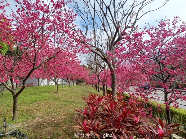 【台中后里】春日賞花。崴立機電櫻花公園封面圖