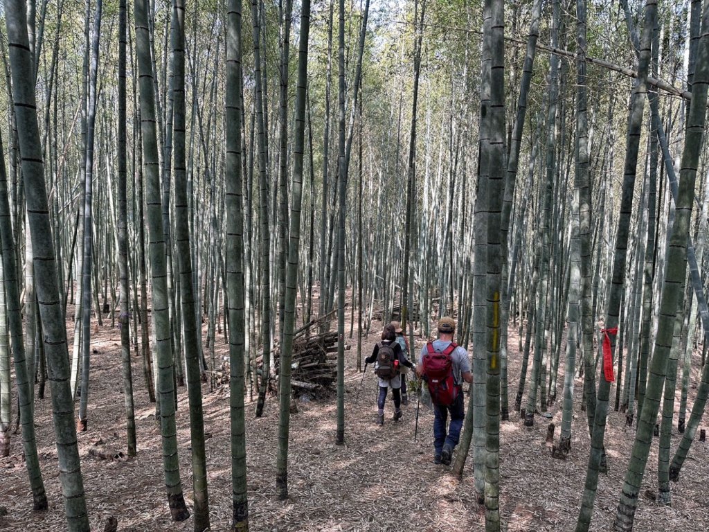 溪頭六連峰O繞_2741714