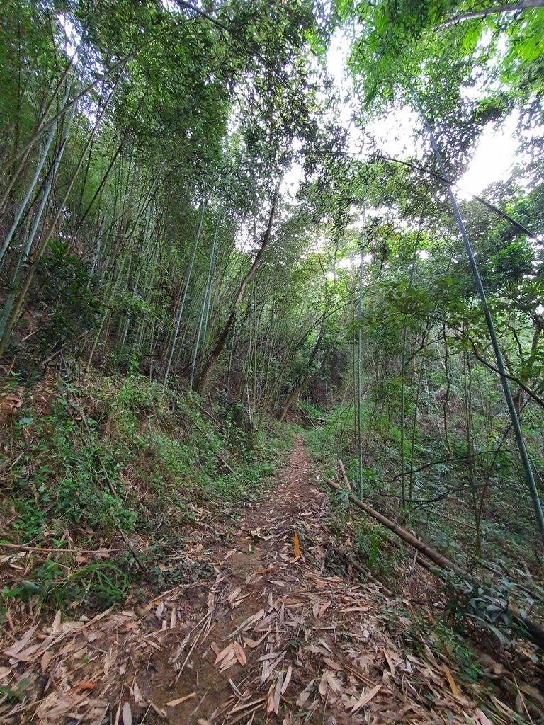 【竹山】八通關古道社寮段連走陳東坑山_1766904