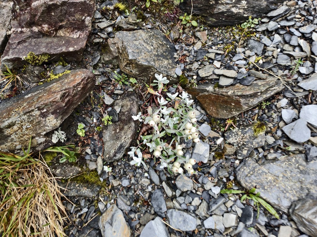 北一段(14/14)高山植物 2025_0906~13_2887661