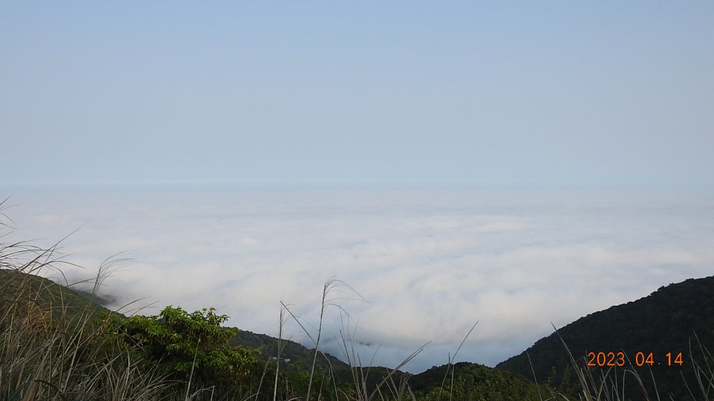 邂逅江湖傳說已久鐘萼木(據說冰河孓遺植物)，再見差強人意的月光/日出雲海_2112405